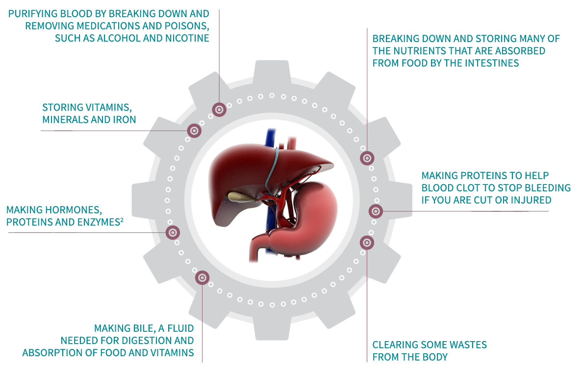 What does the liver do?